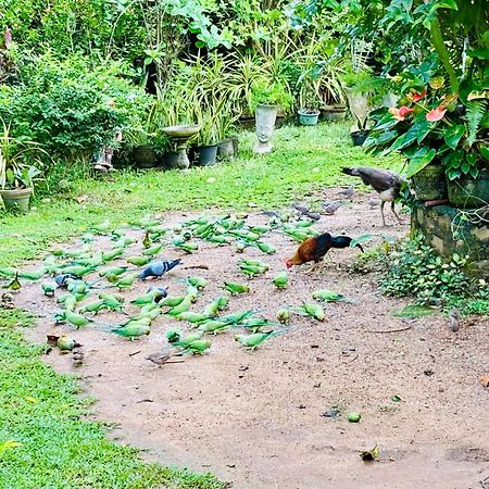 Bird House Homestays Тангалле Екстер'єр фото